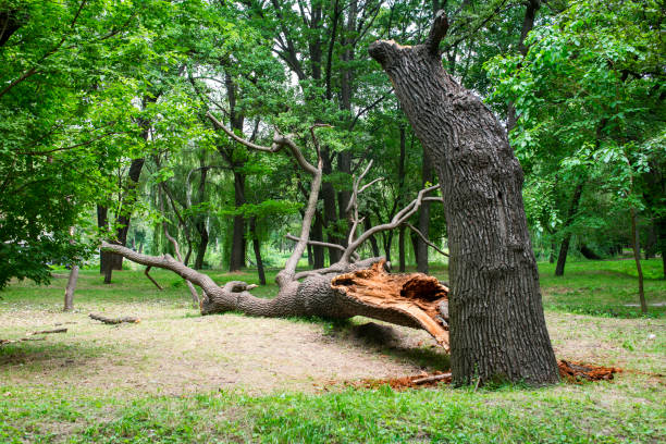 How Our Tree Care Process Works  in  Carthage, IL