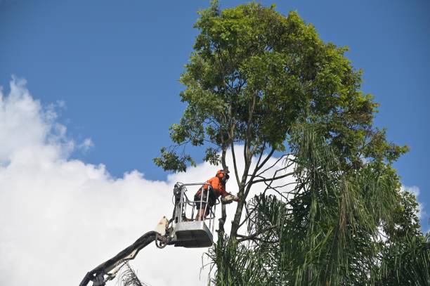 Mulching Services in Carthage, IL