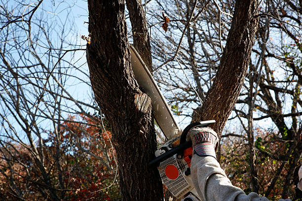 Tree and Shrub Care in Carthage, IL